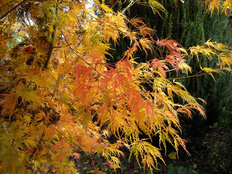 Photo d'un érable du Japon du jardin de La Petite Rochelle en automne