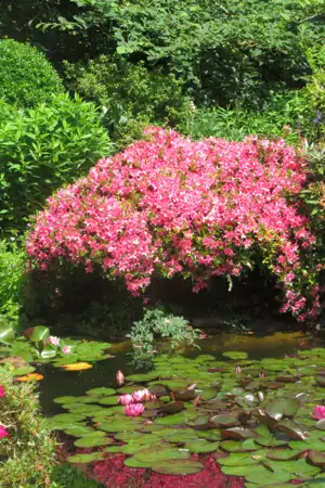 Un bassin fleuri du jardin de La Petite Rochelle en été