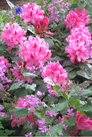 Des fleurs roses dans le jardin de La Petite Rochelle au printemps