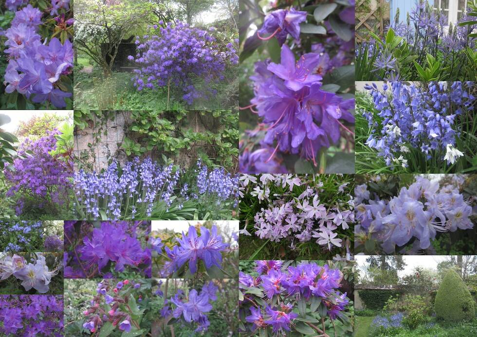 Montage de plusieurs photos de fleurs violettes